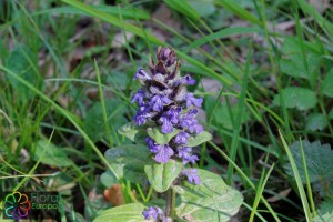 Ajuga reptans (6)